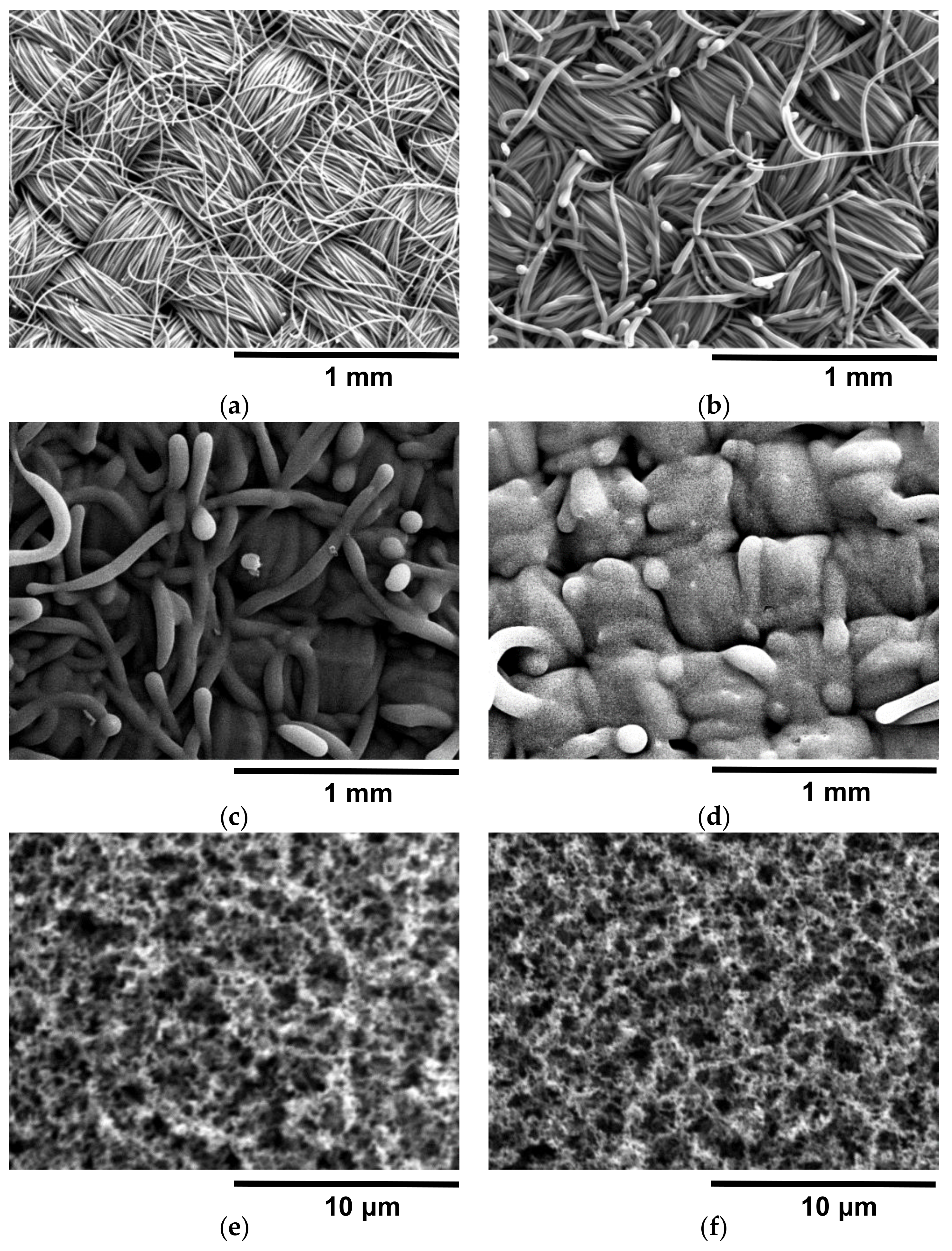 Coatings 08 00468 g002