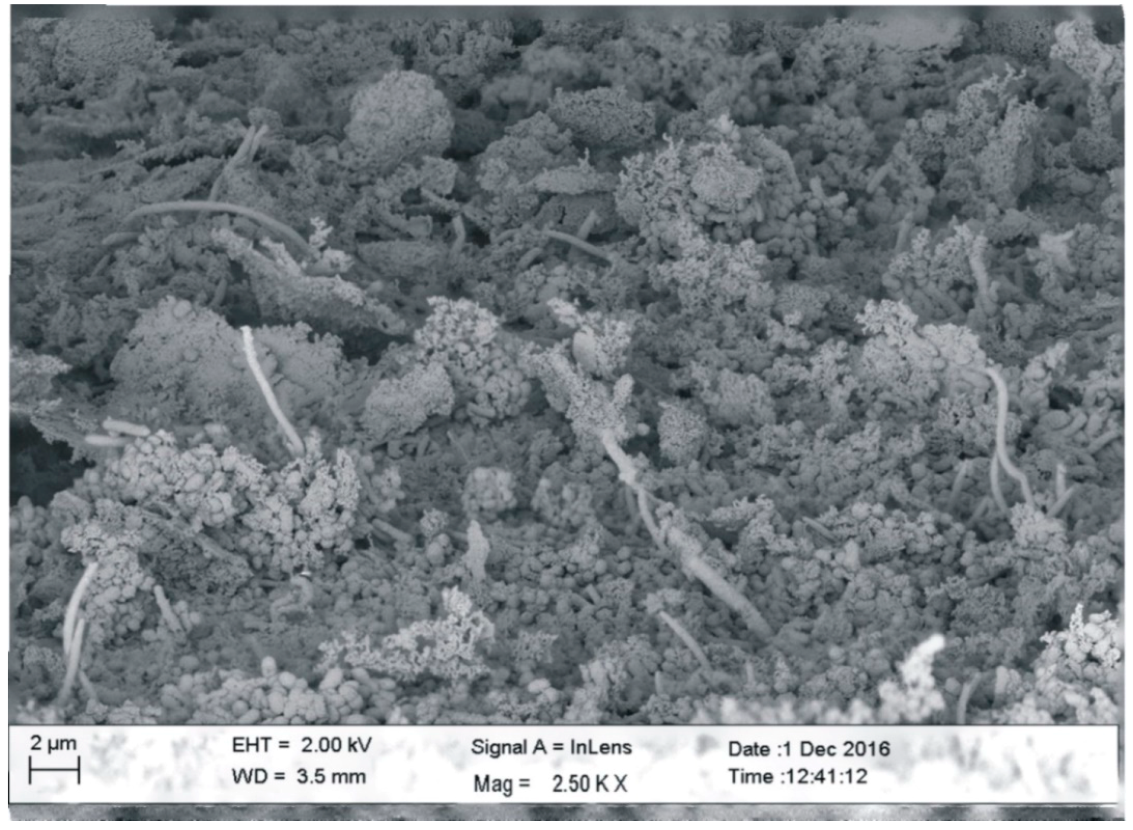 Coatings 09 00099 g004 550