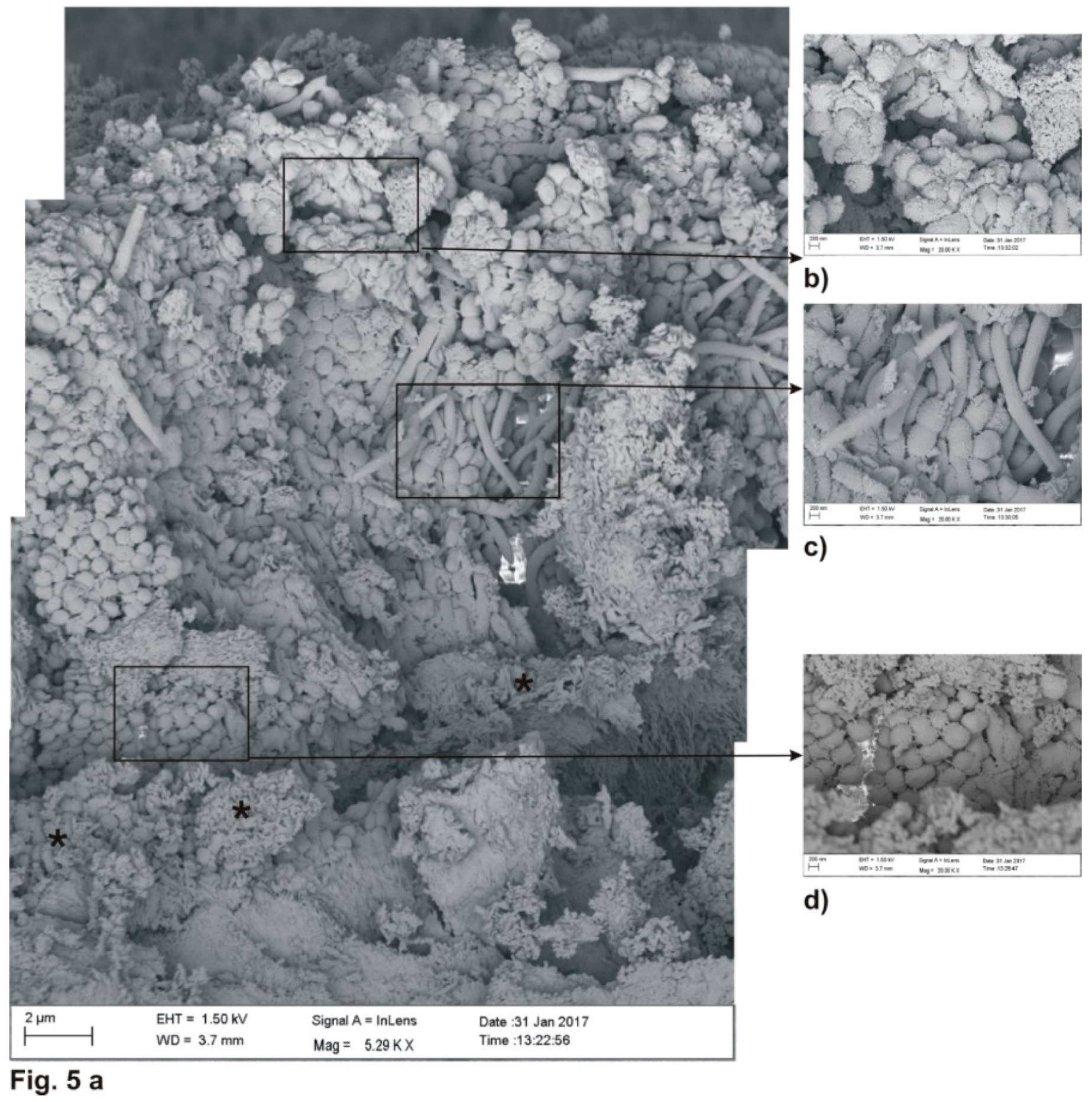 Coatings 09 00099 g005 550