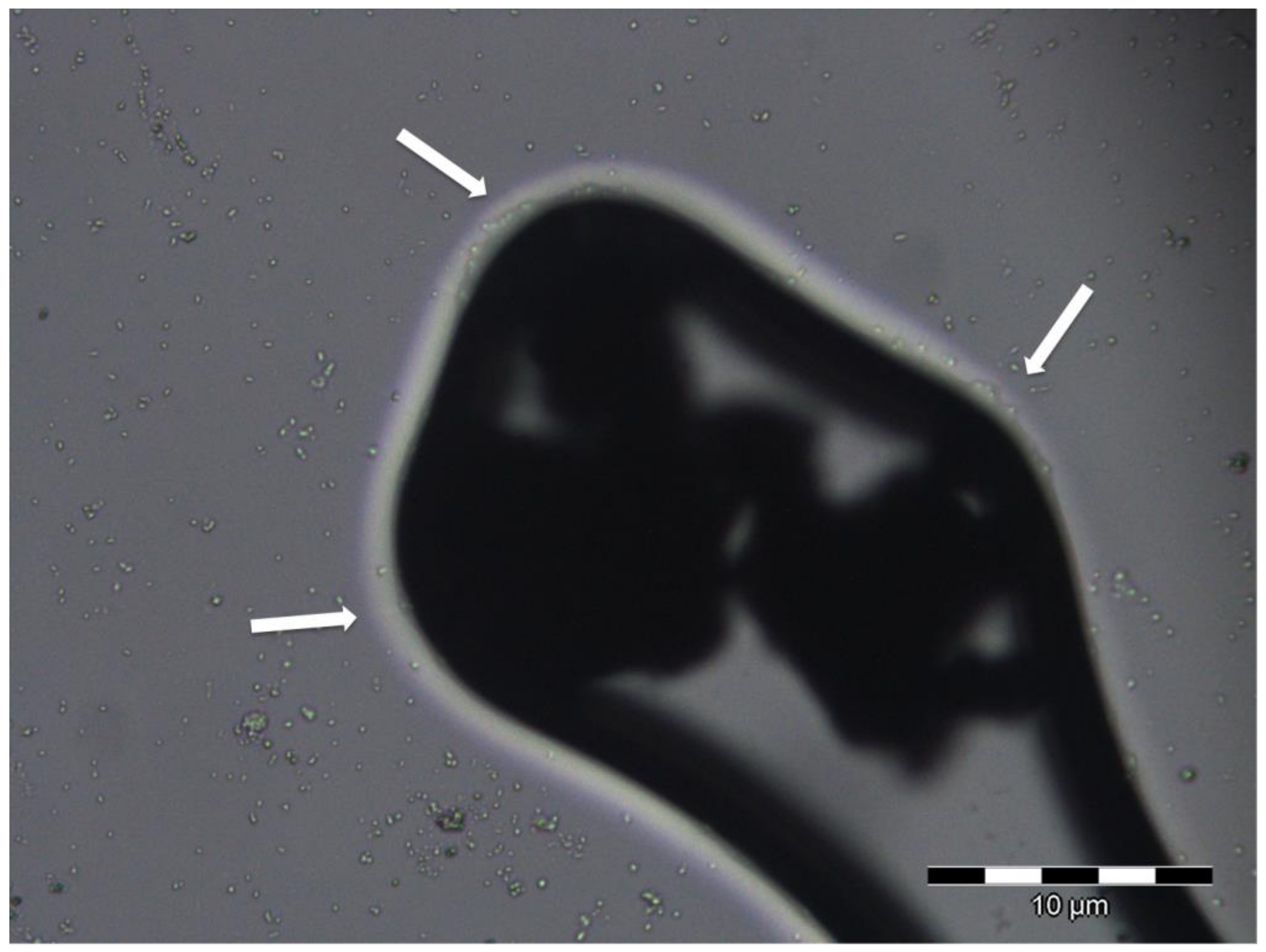 Coatings 09 00104 g006 Coatings 09 00104 g006