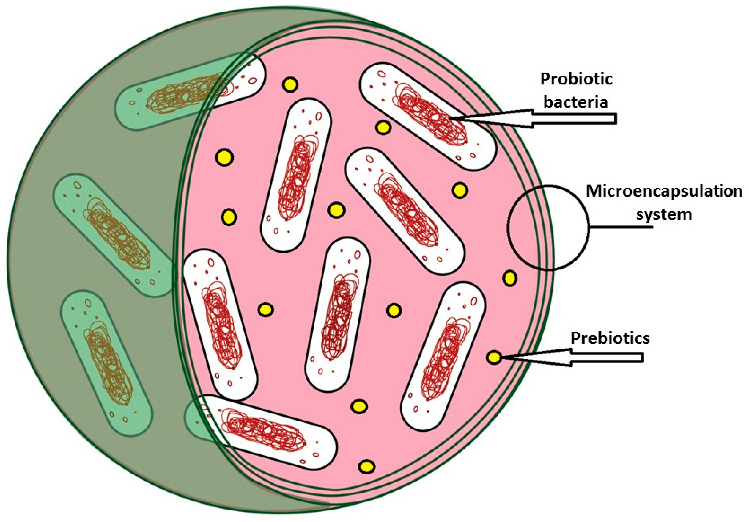 Bacteria encapsulation. Single cell. Микробы и бактерии. Бактерии которые размножаются делением. Бактерии стафилококки.