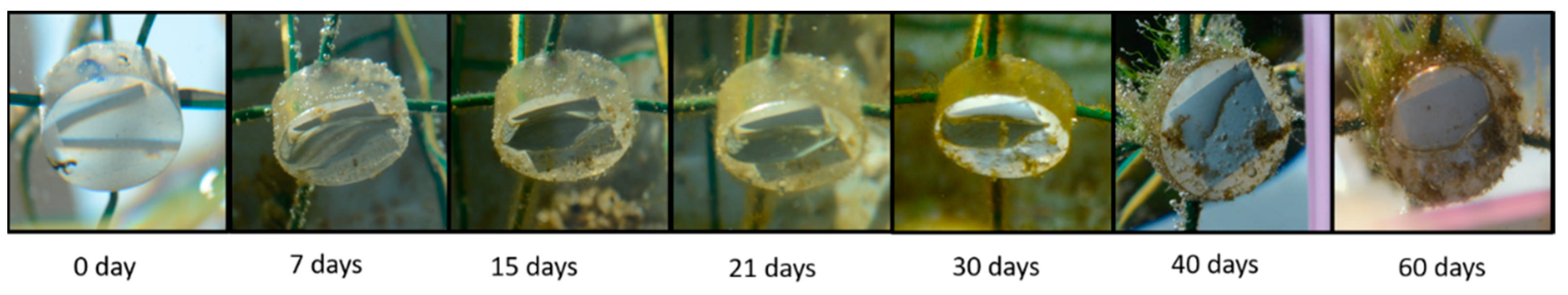 Coatings 09 00303 g002 550