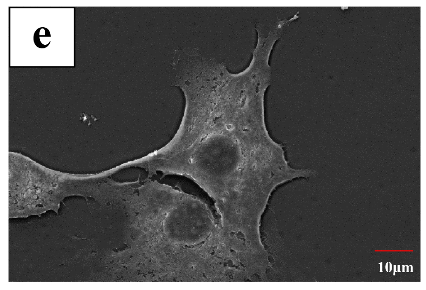 Coatings 09 00327 g005b