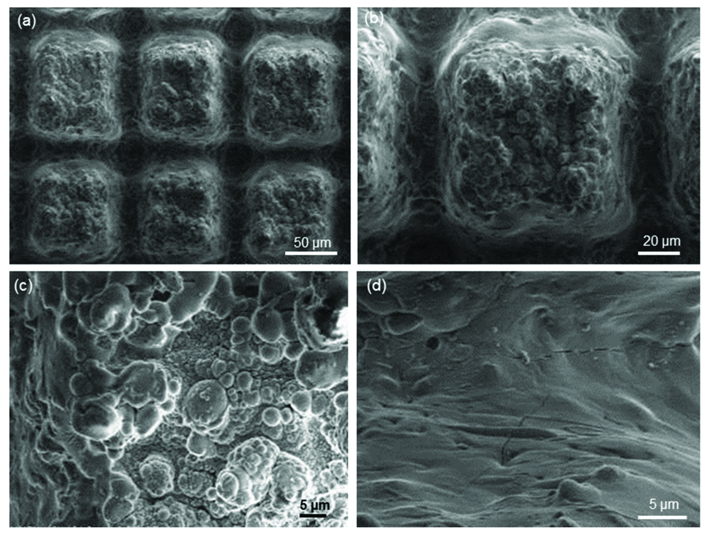 Coatings 09 00369 g014