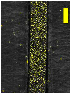 Coatings 09 00457 i035 Coatings 09 00457 i035