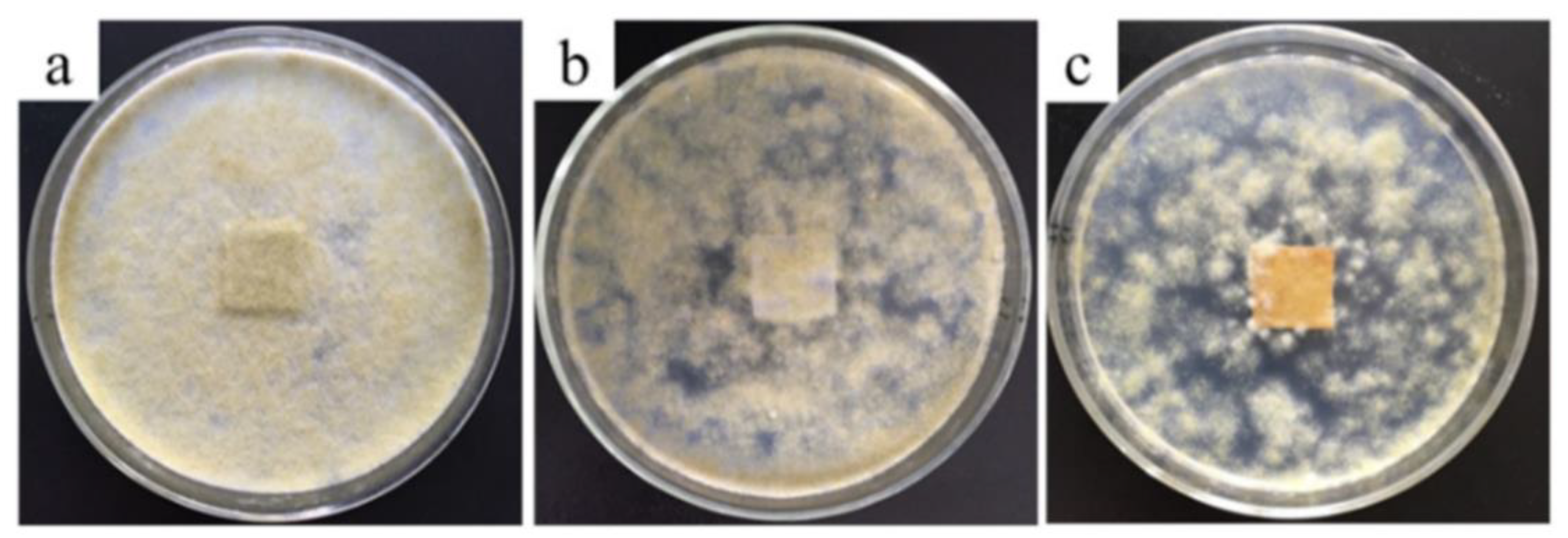 Coatings 09 00550 g006