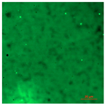 Coatings 09 00560 i006