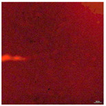 Coatings 09 00560 i008