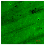 Coatings 09 00560 i010