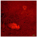 Coatings 09 00560 i011