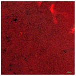 Coatings 09 00560 i012