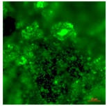 Coatings 09 00560 i013