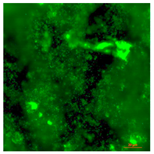 Coatings 09 00560 i014