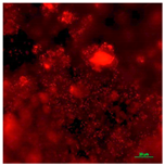 Coatings 09 00560 i015