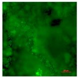 Coatings 09 00560 i017