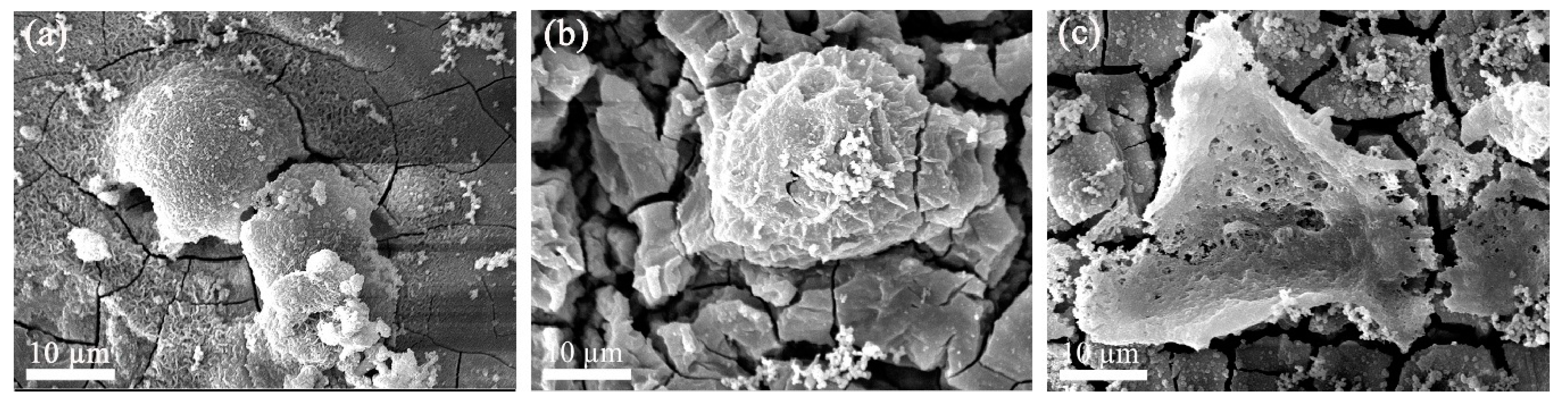 Coatings 09 00584 g005