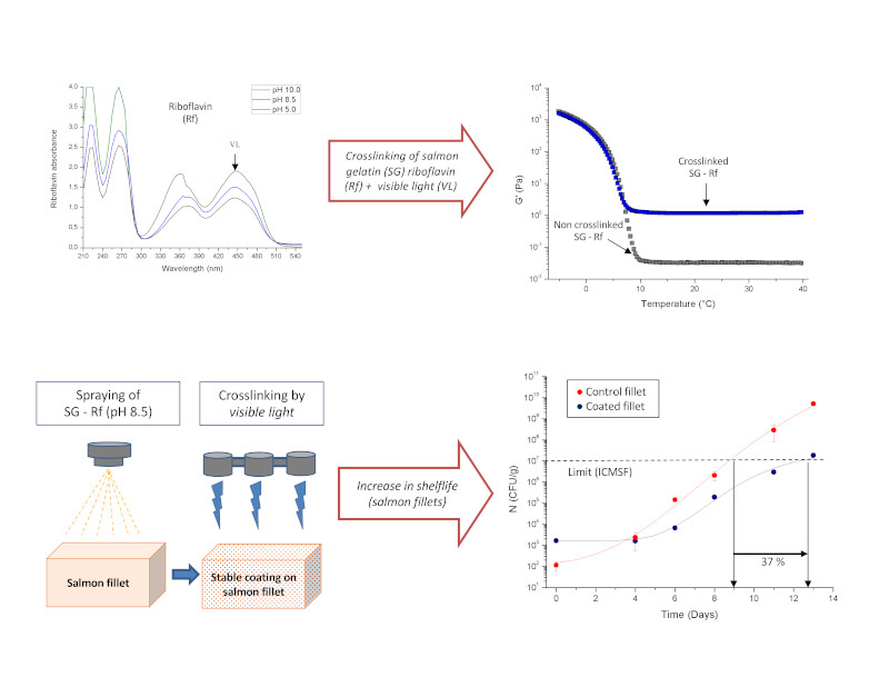 Coatings Free Full Text Characterization And Testing Of A Novel Sprayable Crosslinked Edible Coating Based On Salmon Gelatin Html