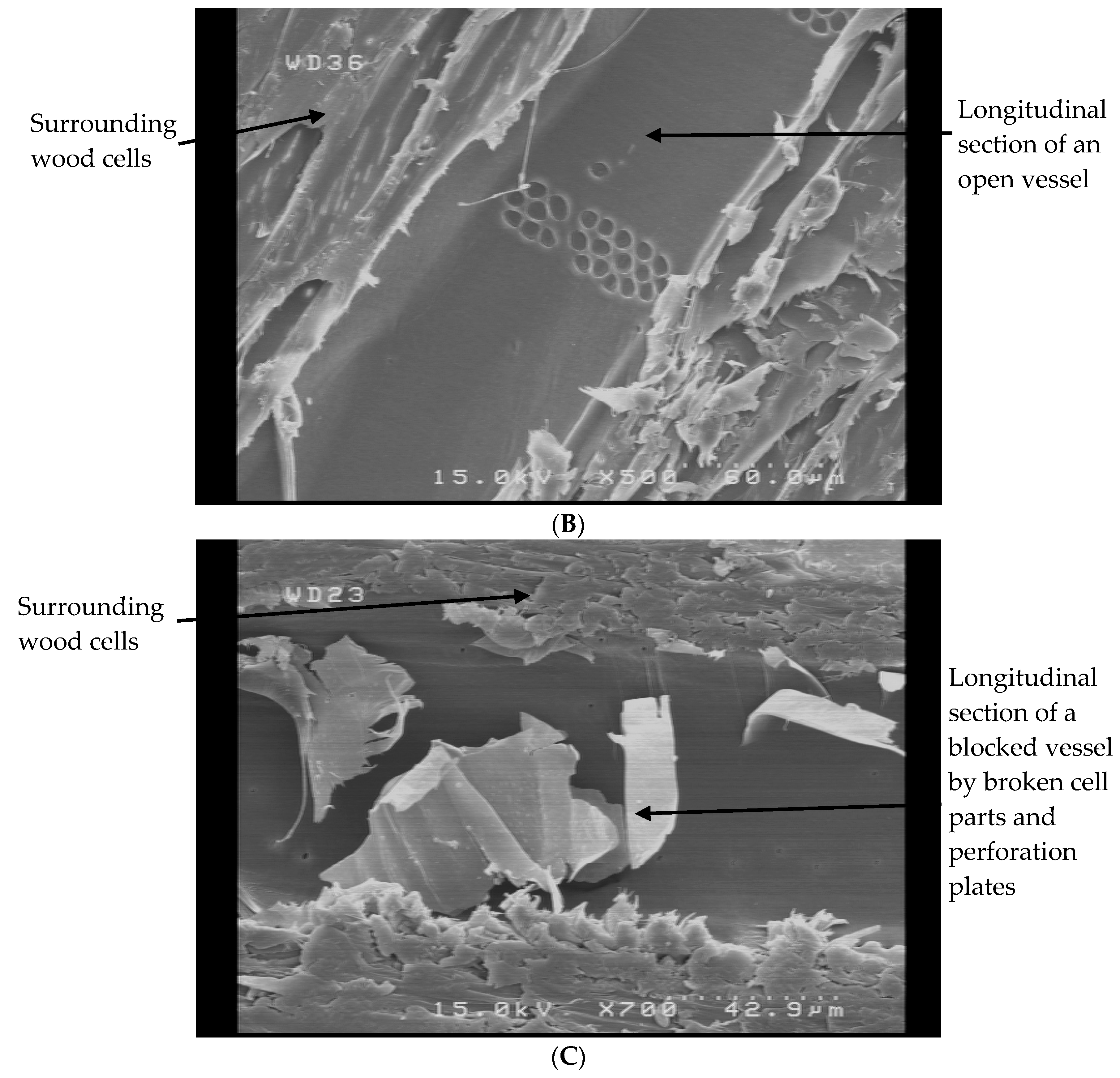 Coatings 09 00723 g004b