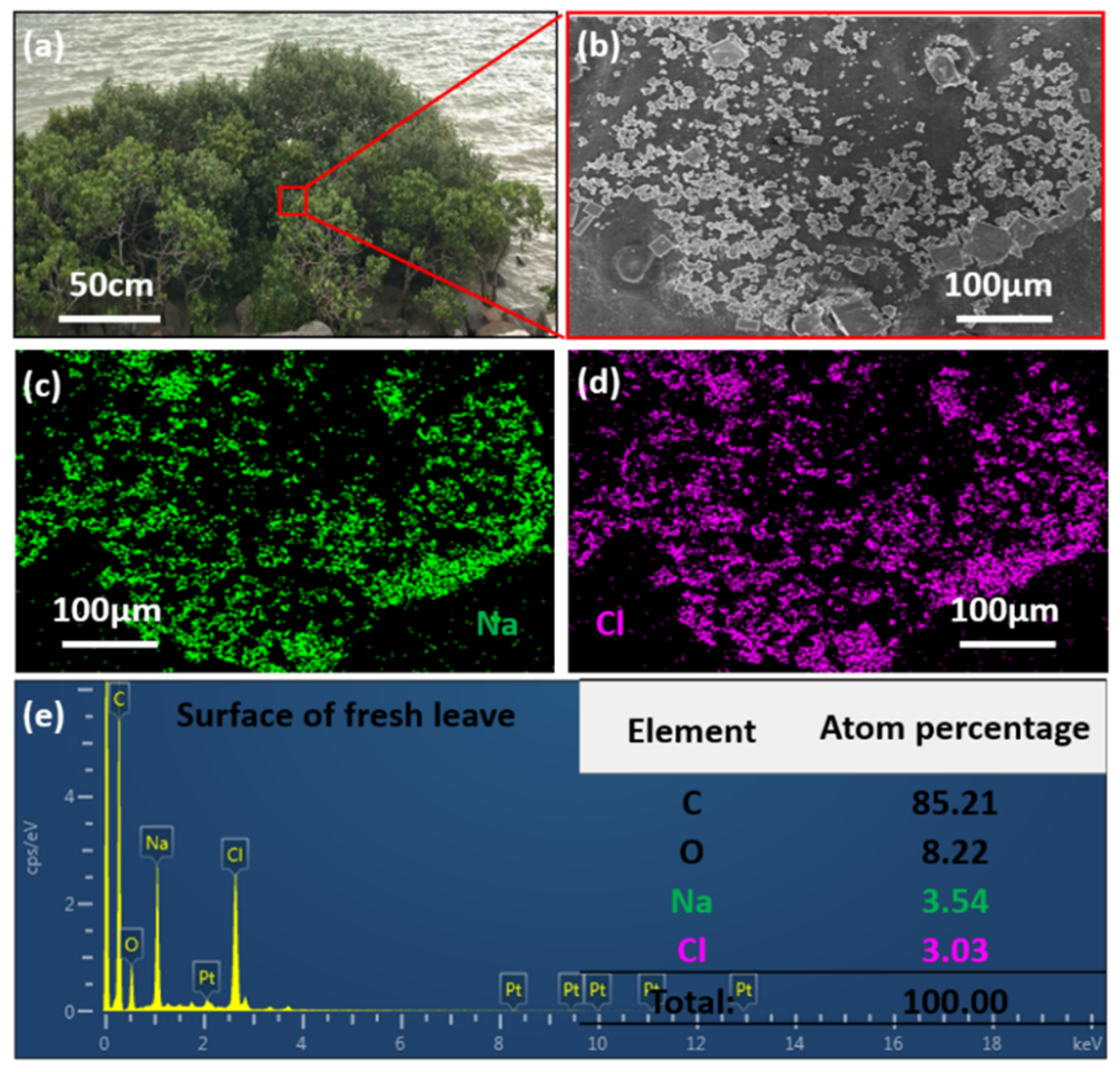Coatings 09 00725 g001