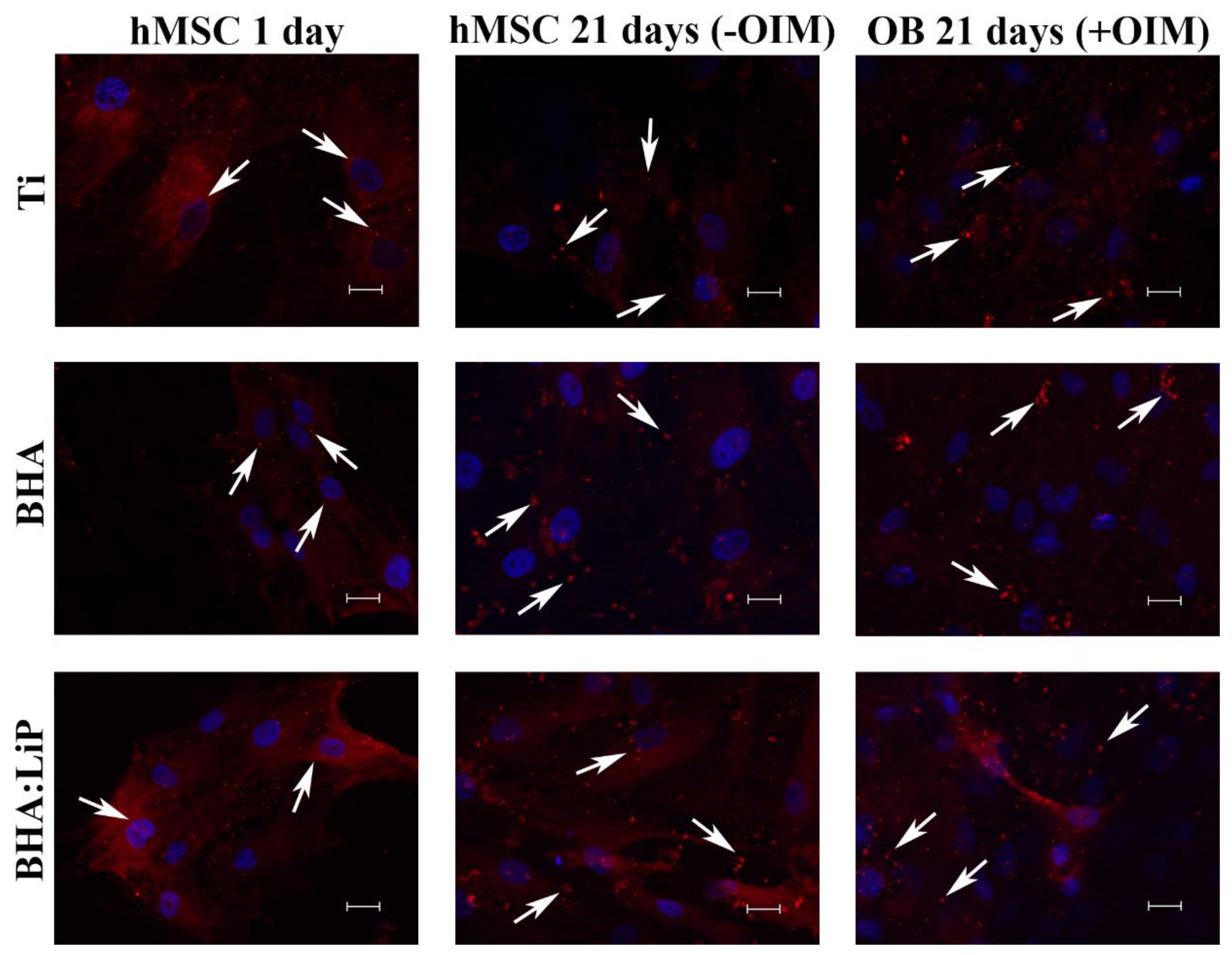 Coatings 09 00781 g003 Coatings 09 00781 g003