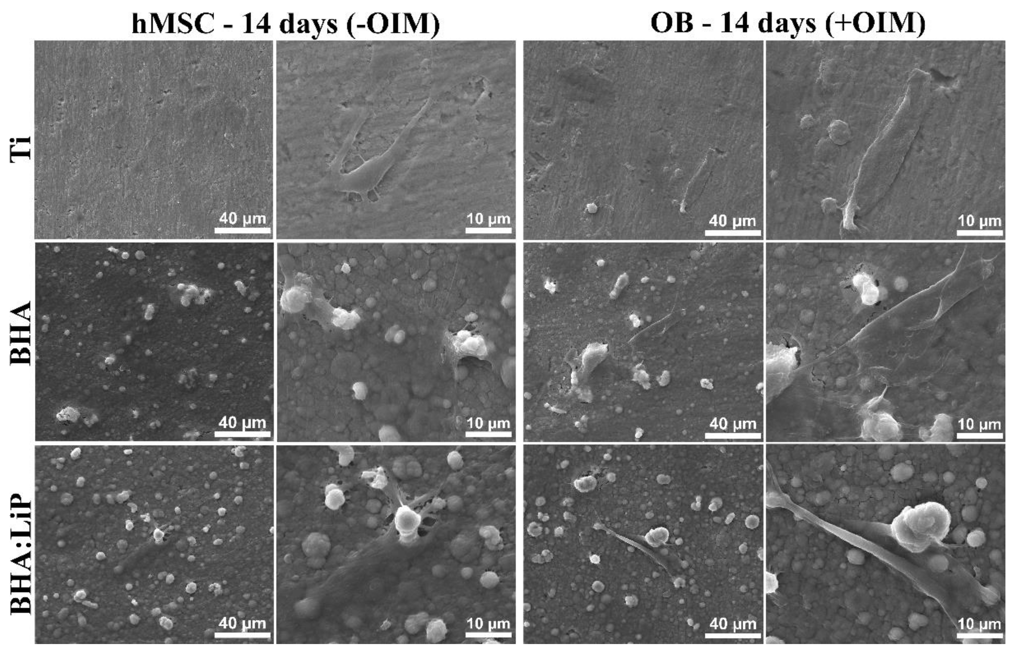 Coatings 09 00781 g005 Coatings 09 00781 g005