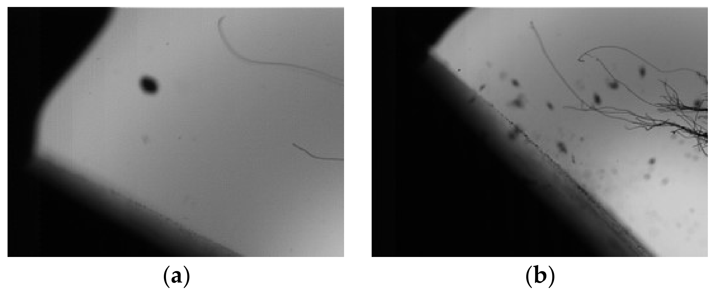 Coatings 09 00821 g003a Coatings 09 00821 g003a