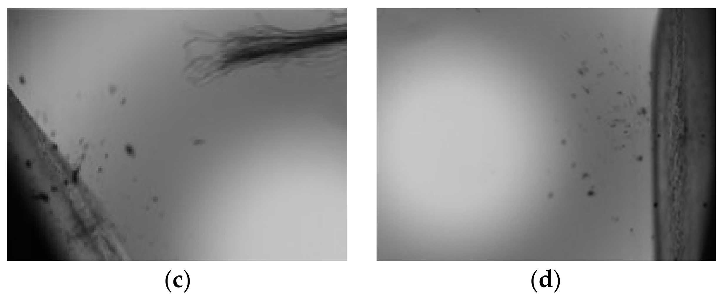 Coatings 09 00821 g003b Coatings 09 00821 g003b