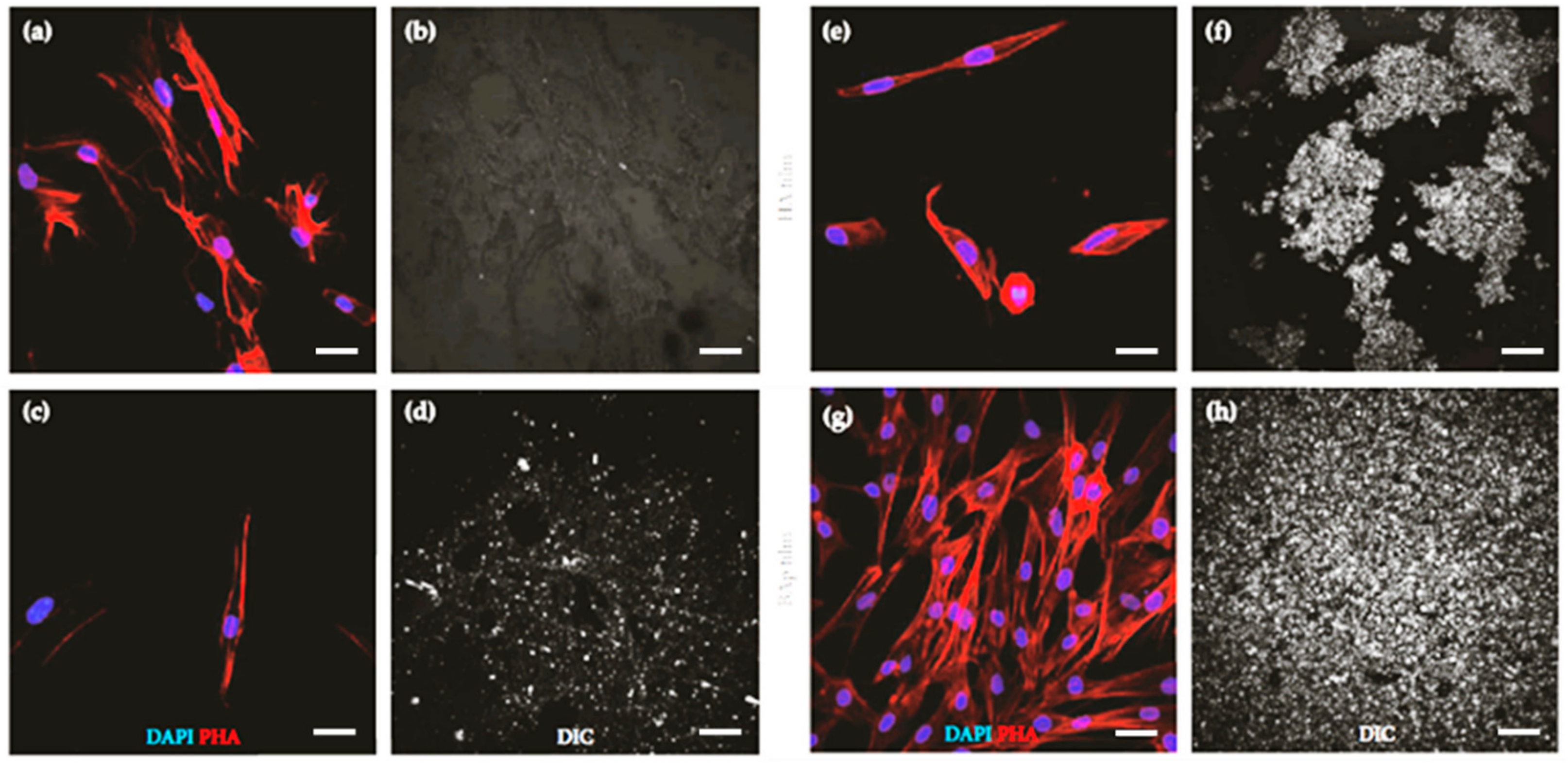 Coatings 10 00016 g007