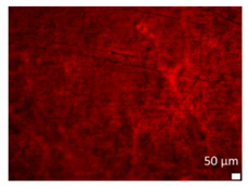 Coatings 10 00025 i001