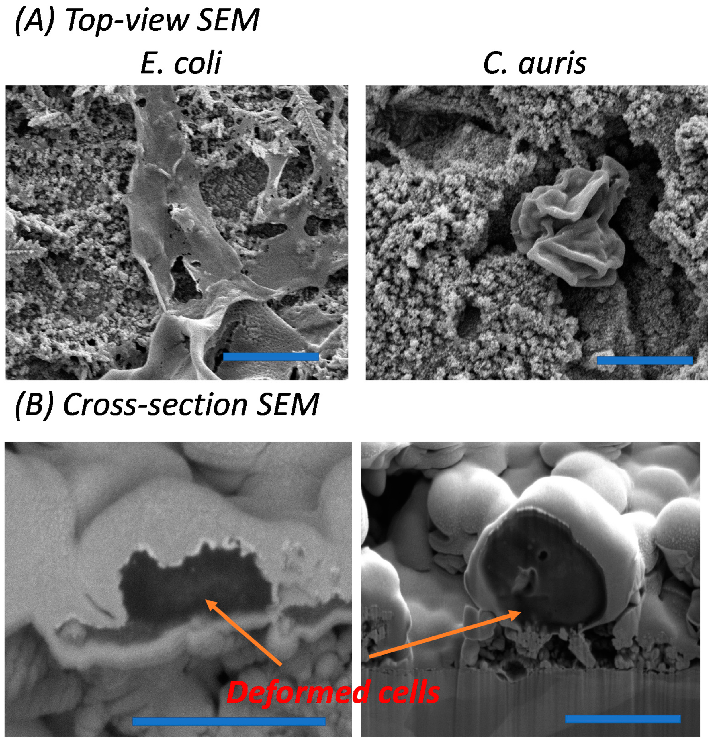 Coatings 10 00028 g003 Coatings 10 00028 g003