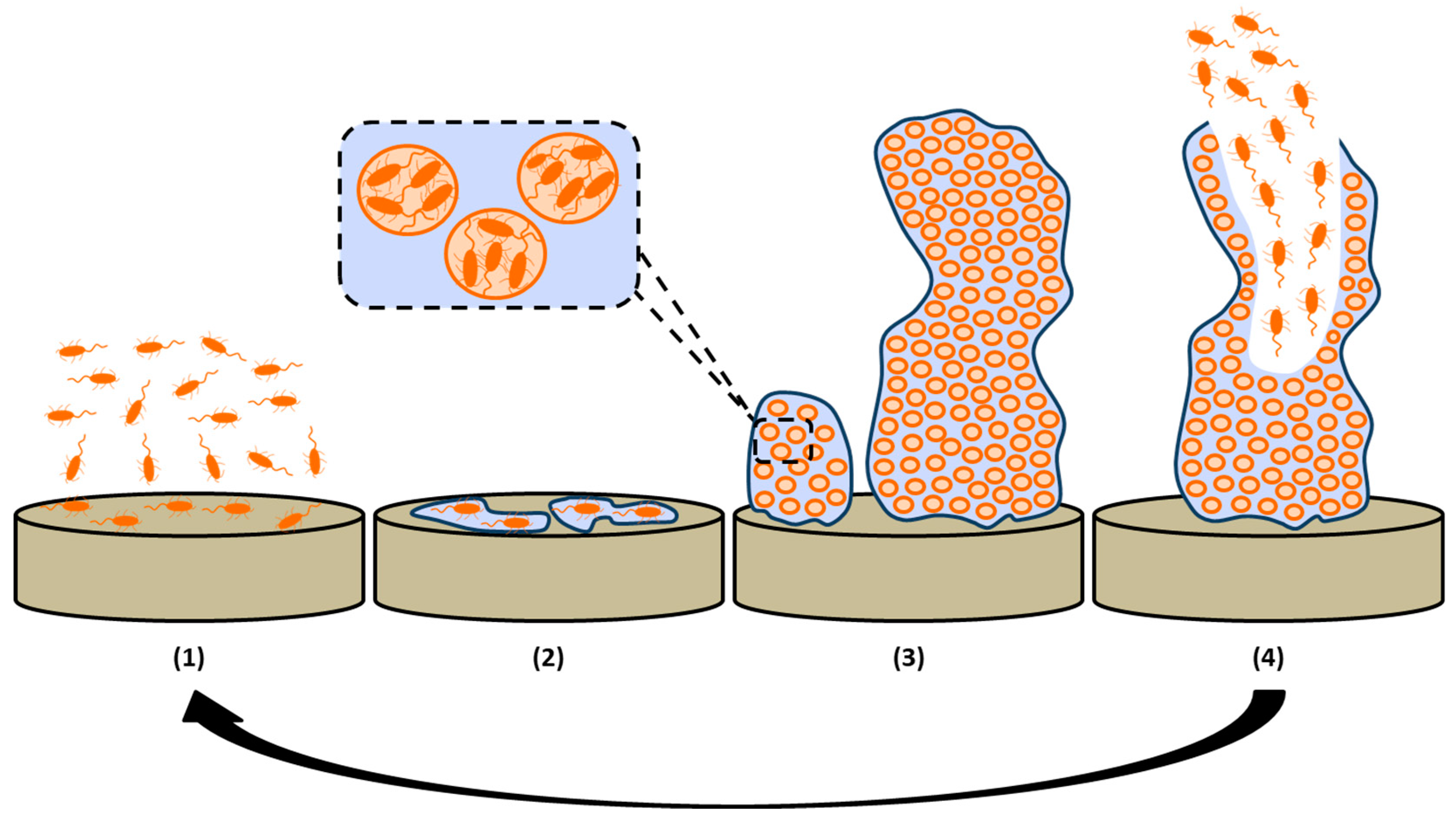 Coatings 10 00139 g001 Coatings 10 00139 g001