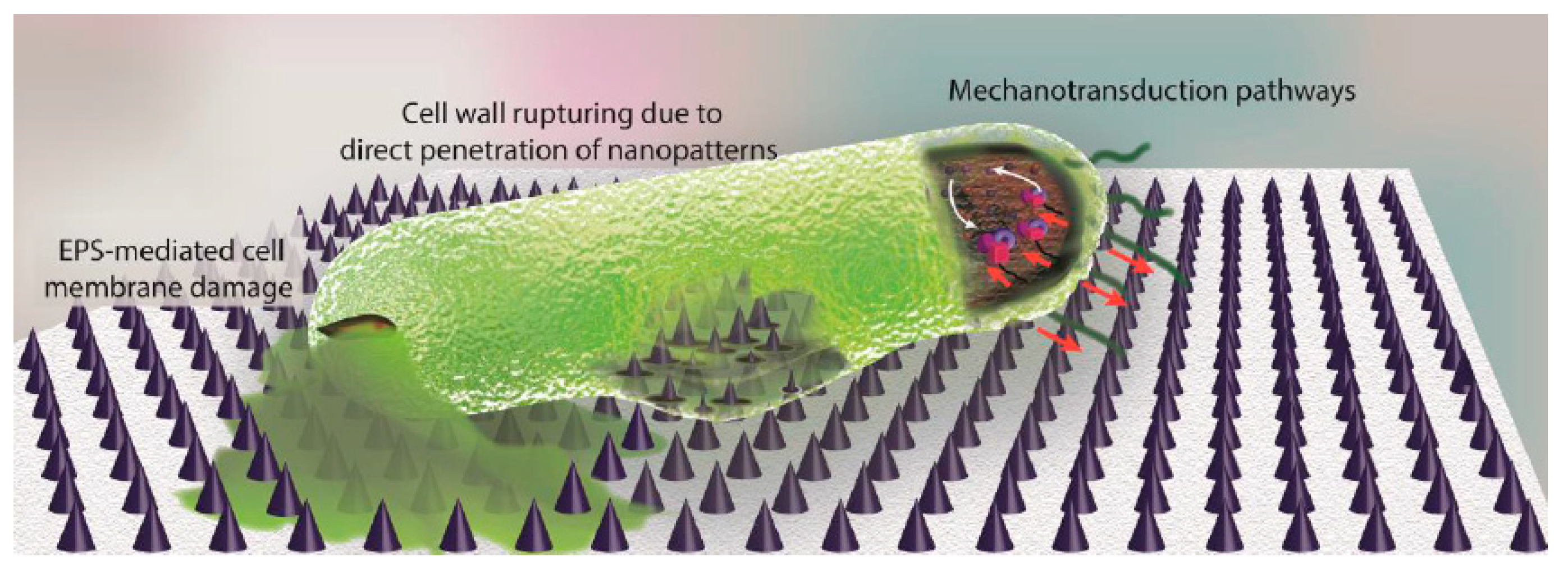 Coatings 10 00139 g003 Coatings 10 00139 g003