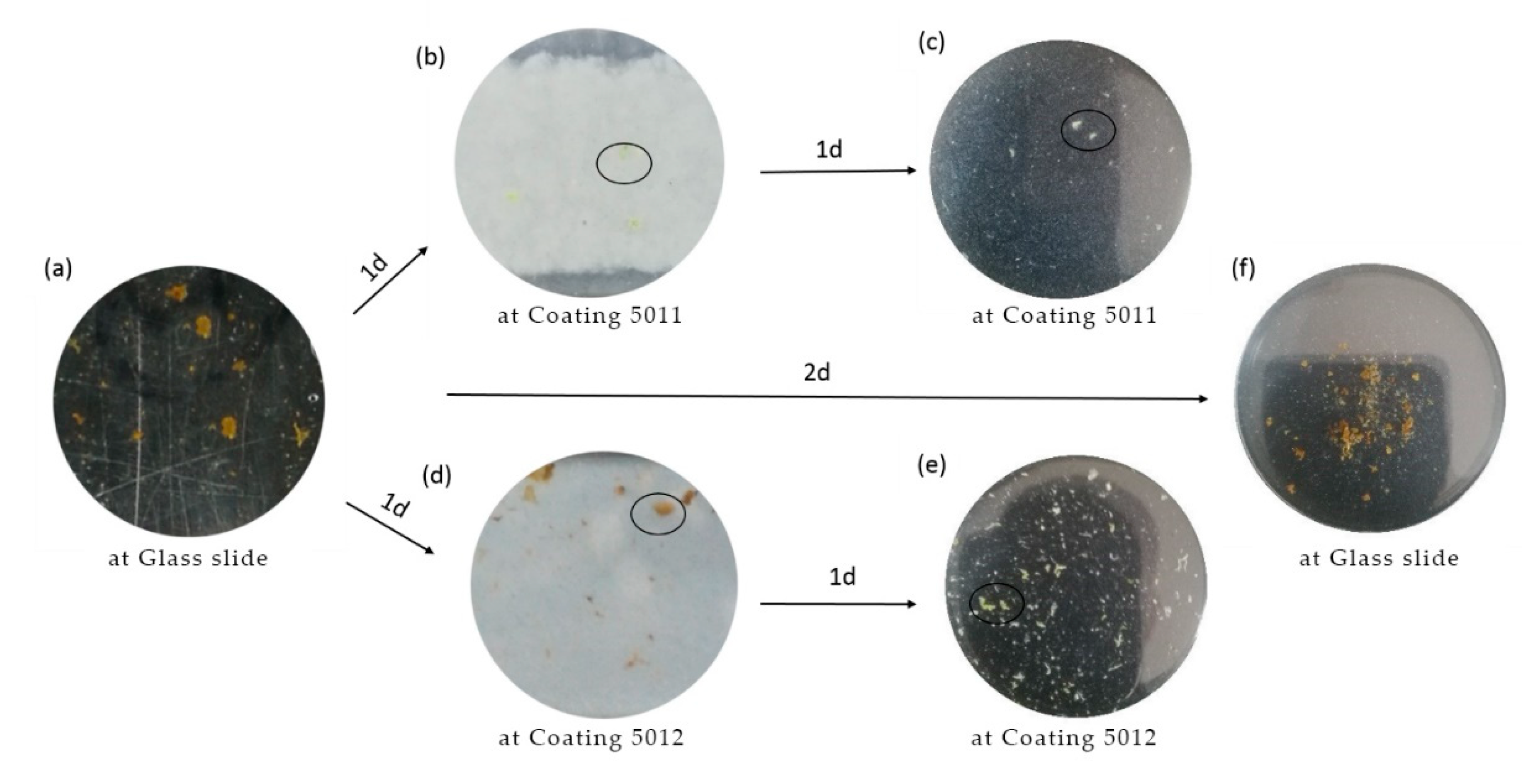 Coatings 10 00168 g011