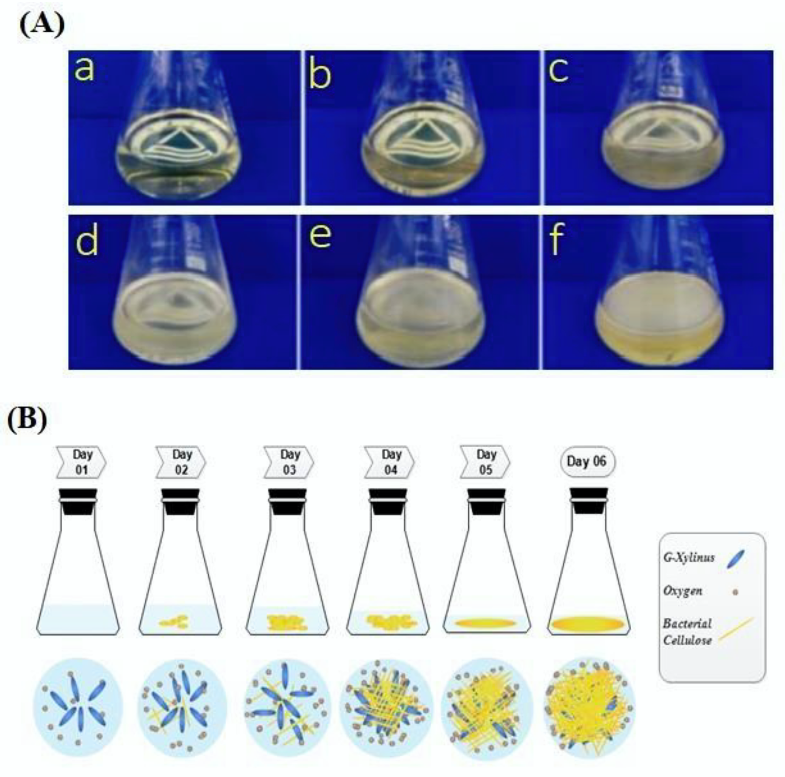 Coatings Free Full Text Surface Modification Of Bacterial Cellulose By Copper And Zinc Oxide Sputter Coating For Uv Resistance Antistatic Antibacterial Characteristics Html