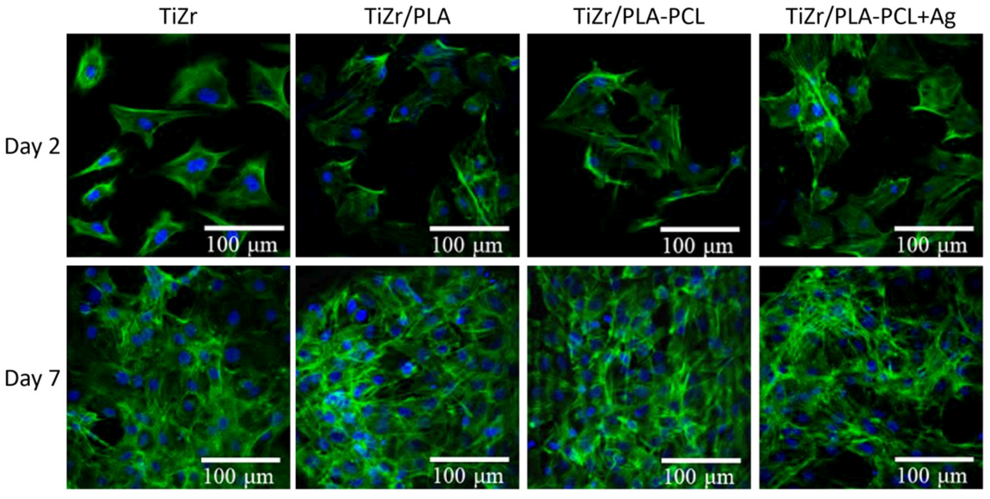 Coatings 10 00526 g008