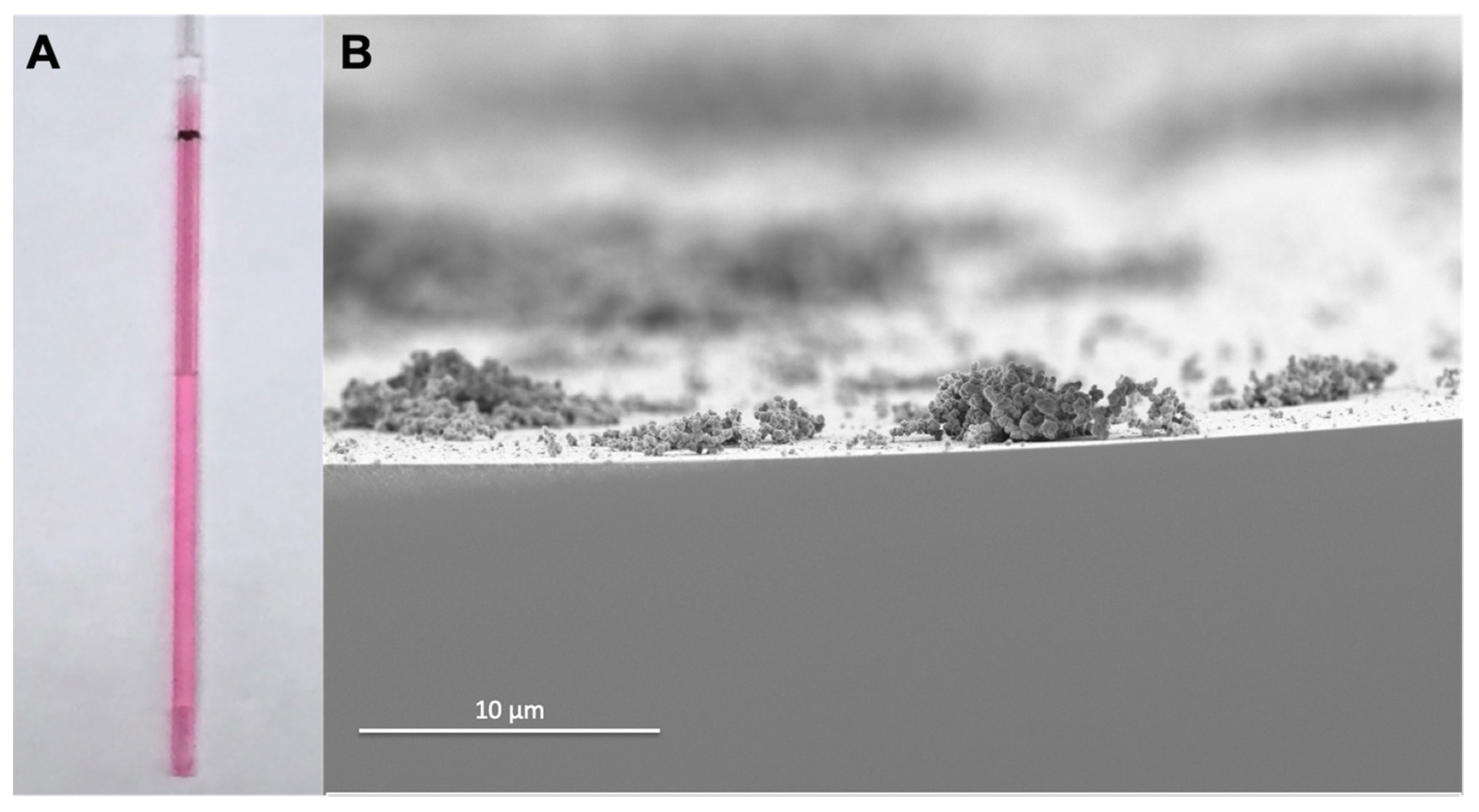 Coatings 10 00532 g002