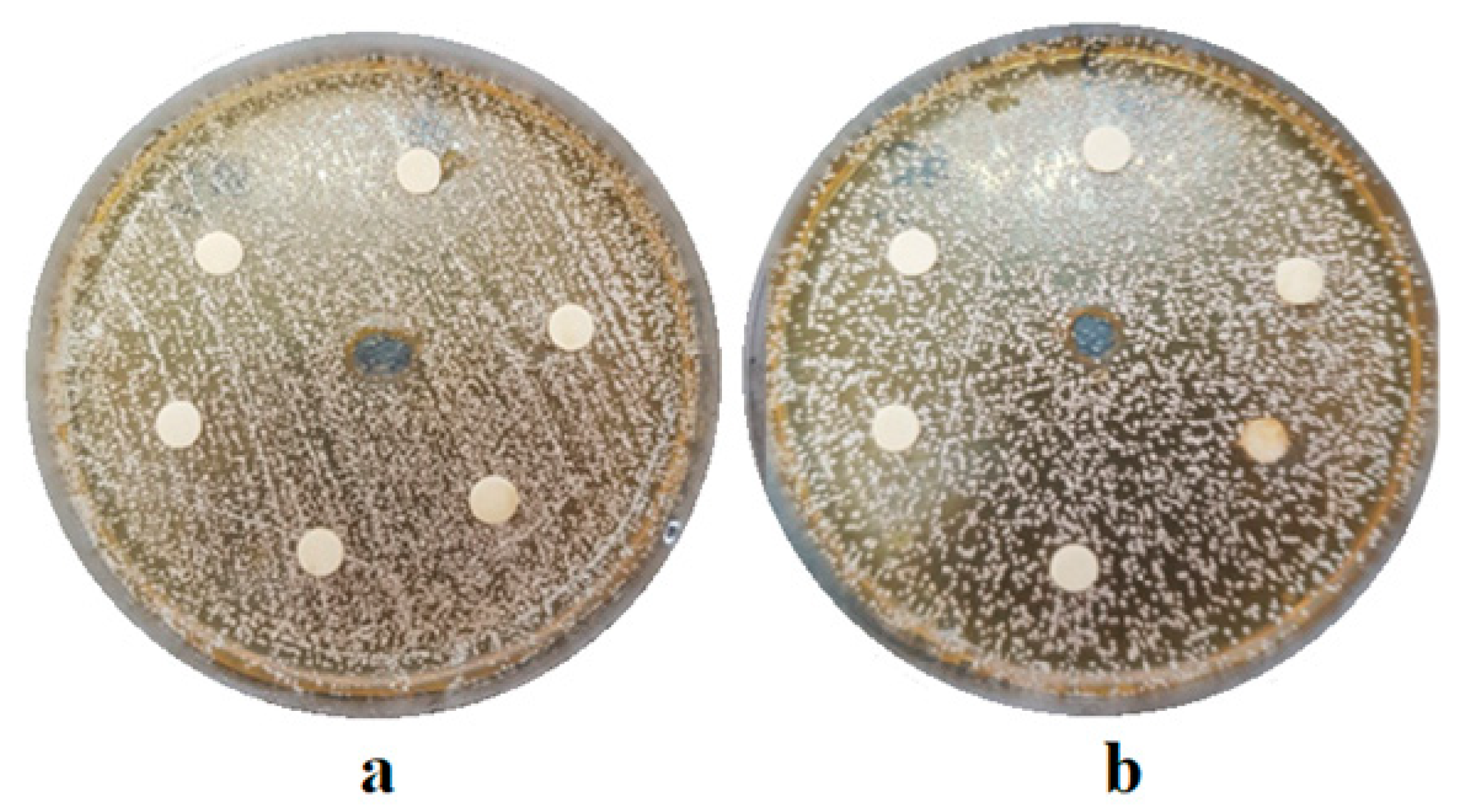 Coatings 10 00537 g006