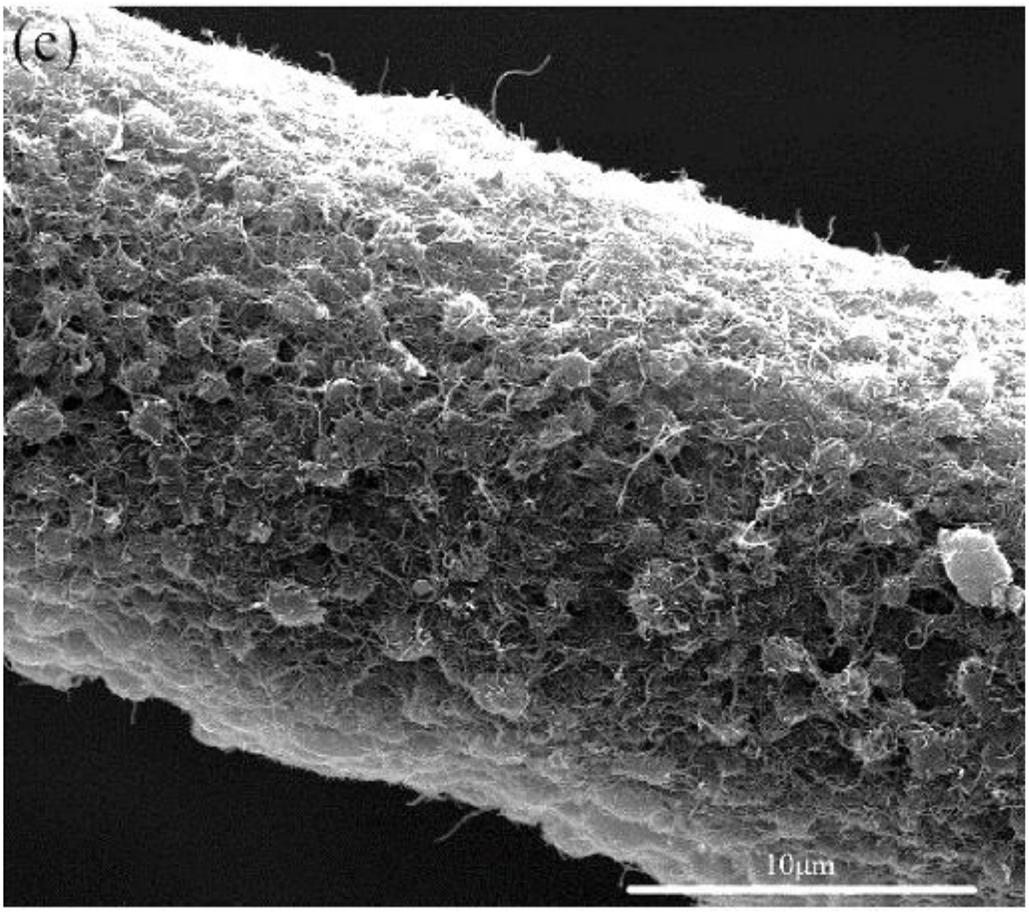 Coatings 10 00556 g007