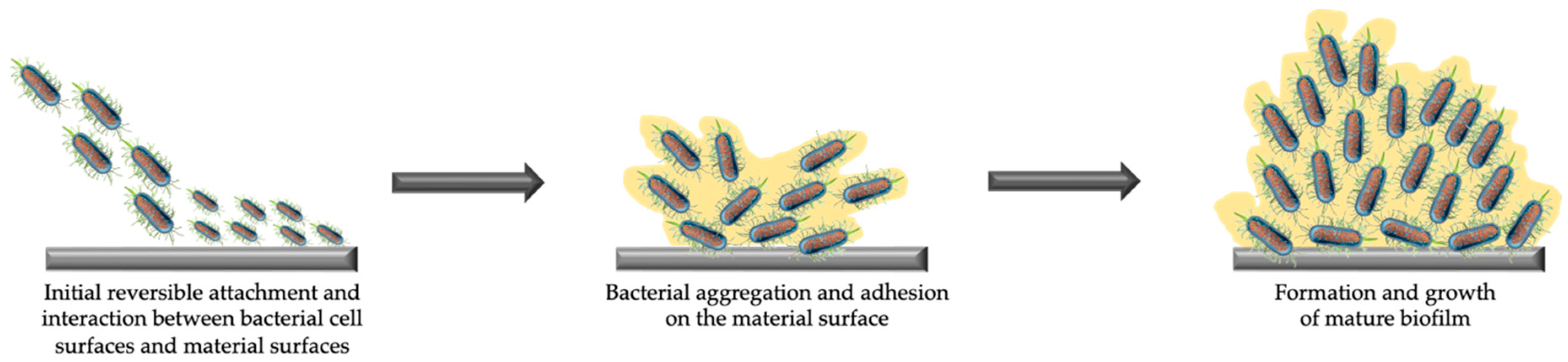 Coatings 10 00589 g004