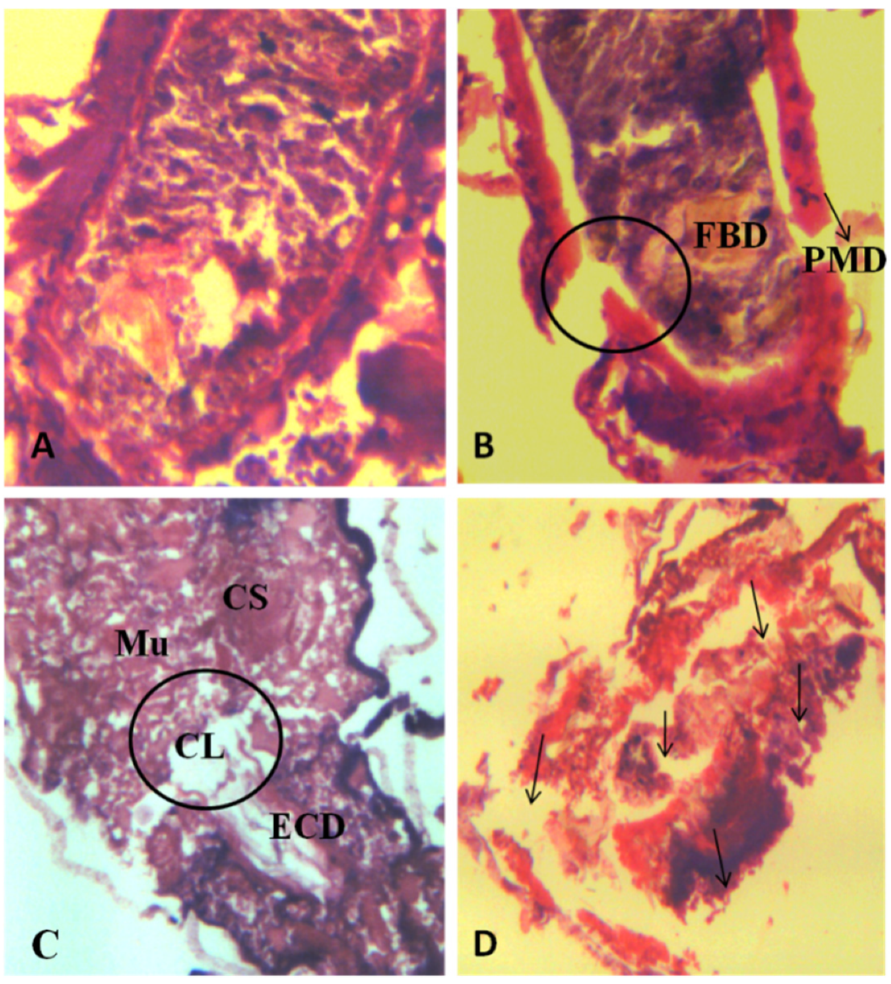 Coatings 10 00626 g006 Coatings 10 00626 g006