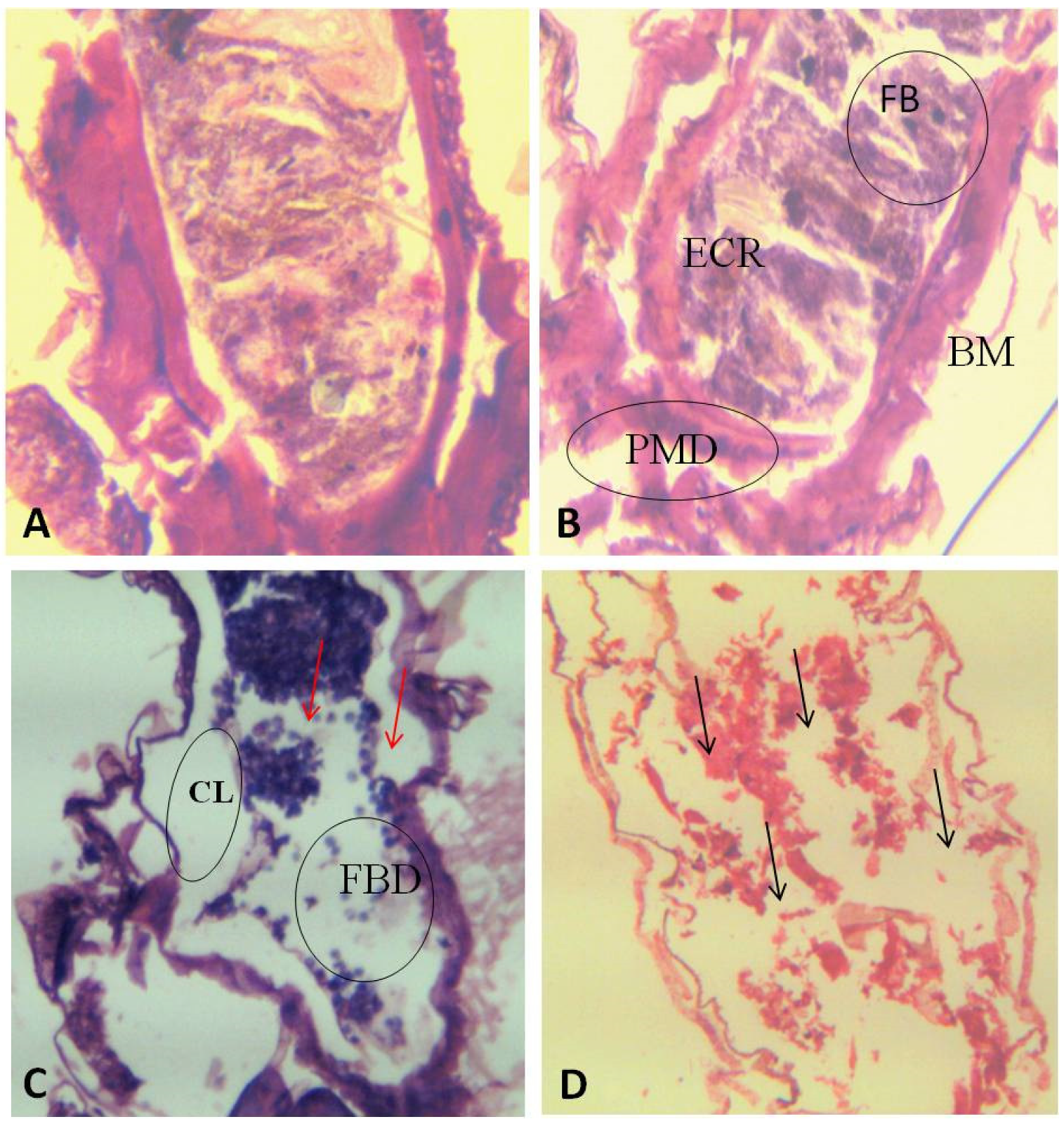 Coatings 10 00626 g007 Coatings 10 00626 g007