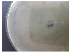 Coatings 10 00642 i001 Coatings 10 00642 i001