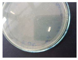 Coatings 10 00642 i004 Coatings 10 00642 i004