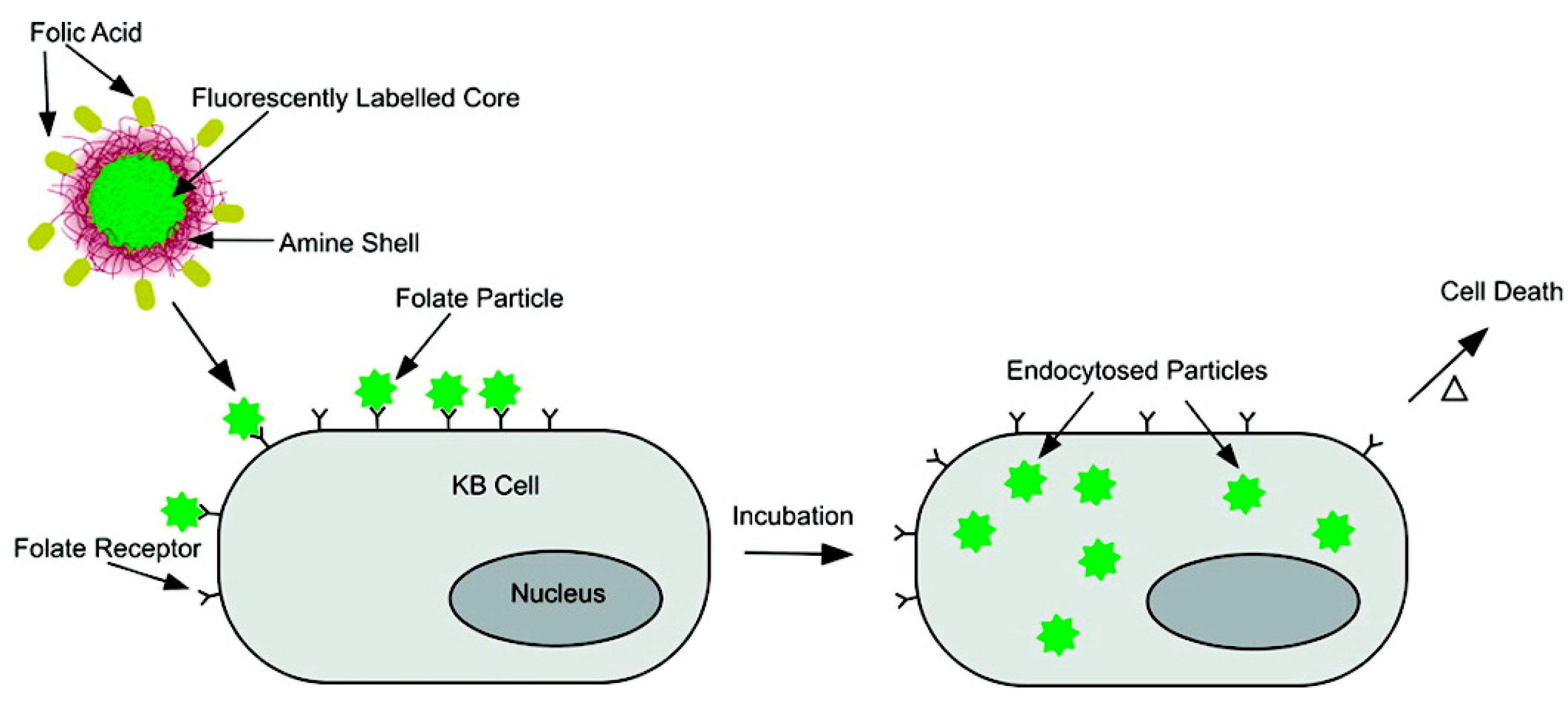 Coatings 10 00663 g011