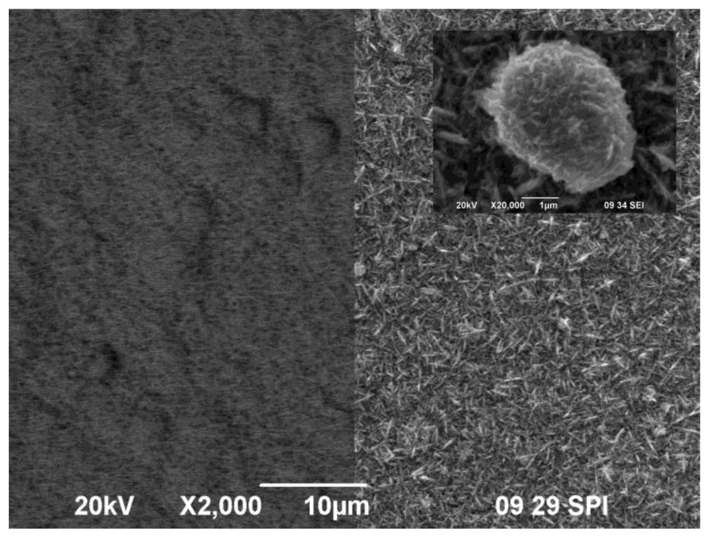 Coatings 10 00665 g003 Coatings 10 00665 g003