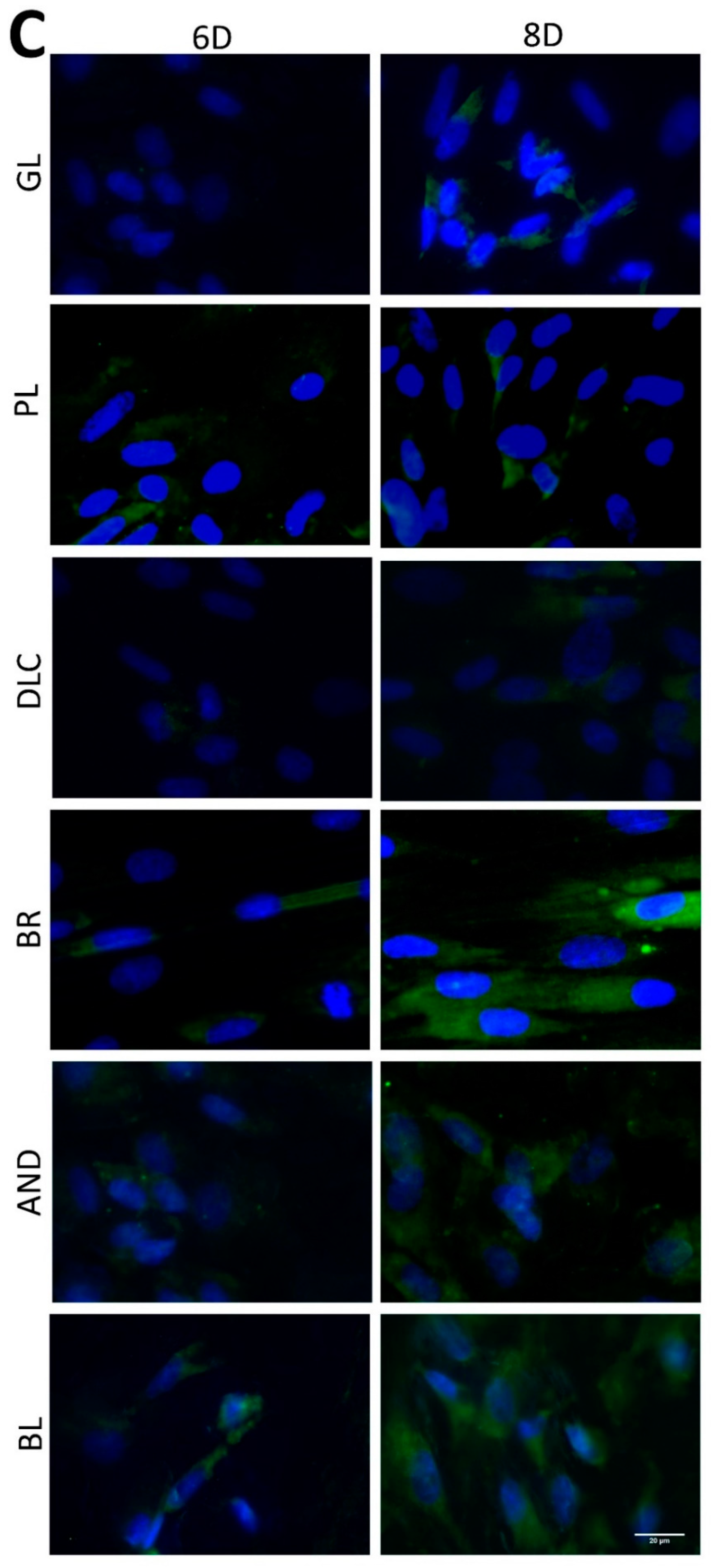 Coatings 10 00762 g007c
