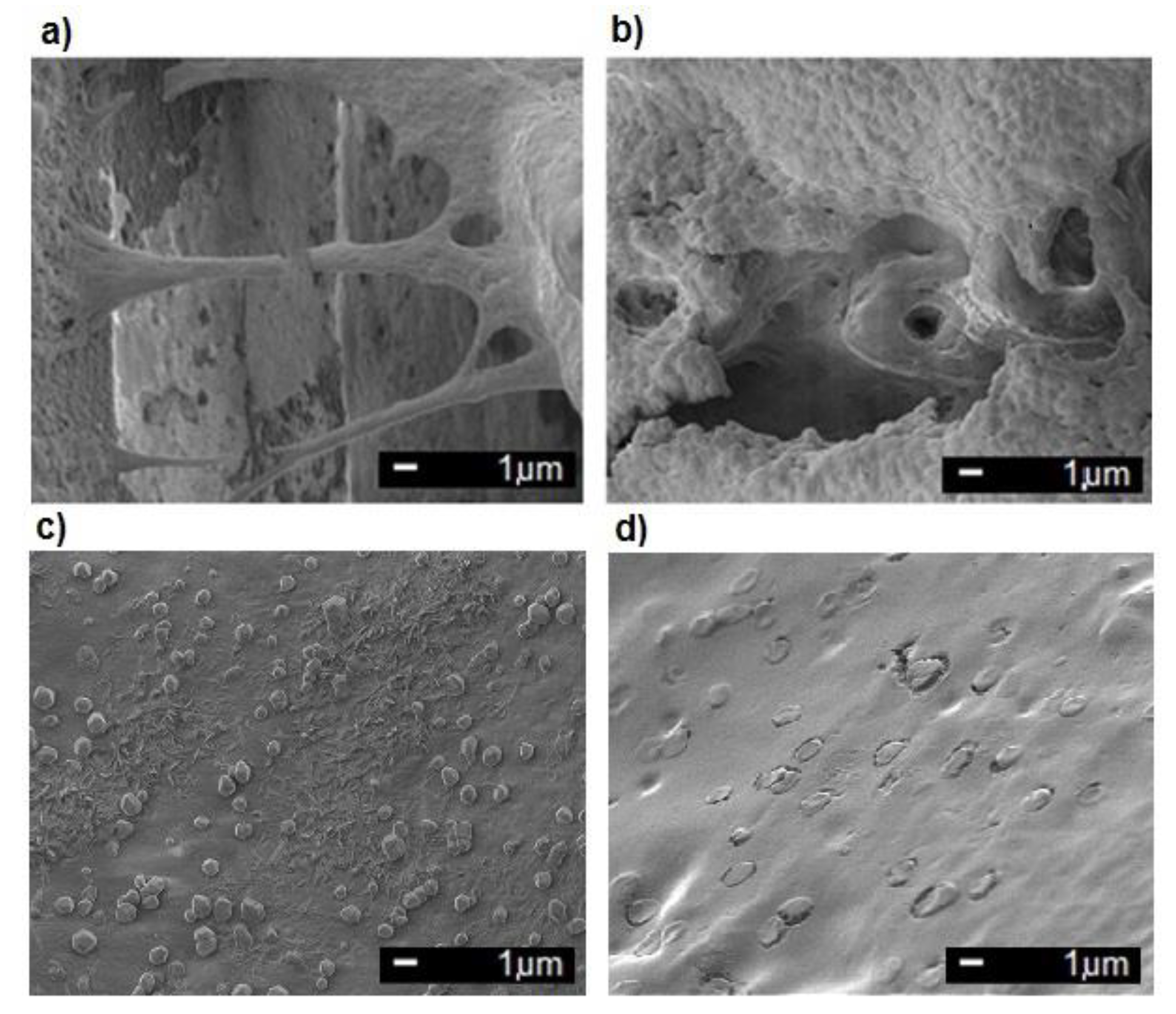 Coatings 10 00836 g004