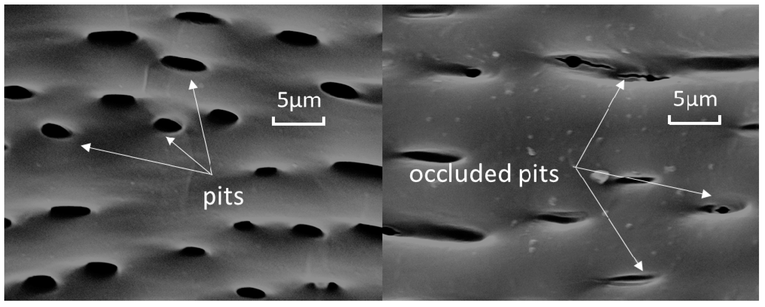 Coatings 10 00881 g005 Coatings 10 00881 g005