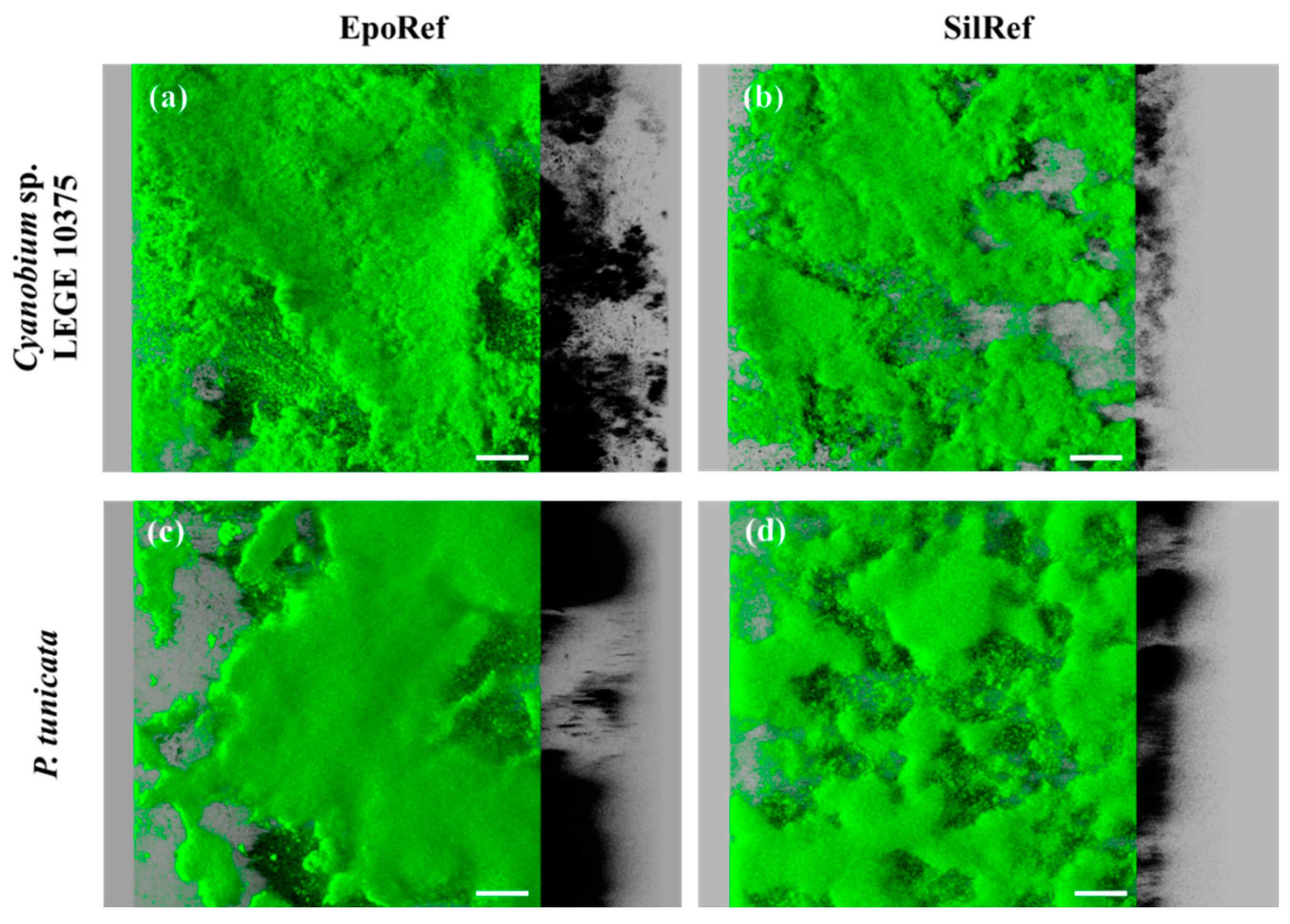 Coatings 10 00893 g004 Coatings 10 00893 g004