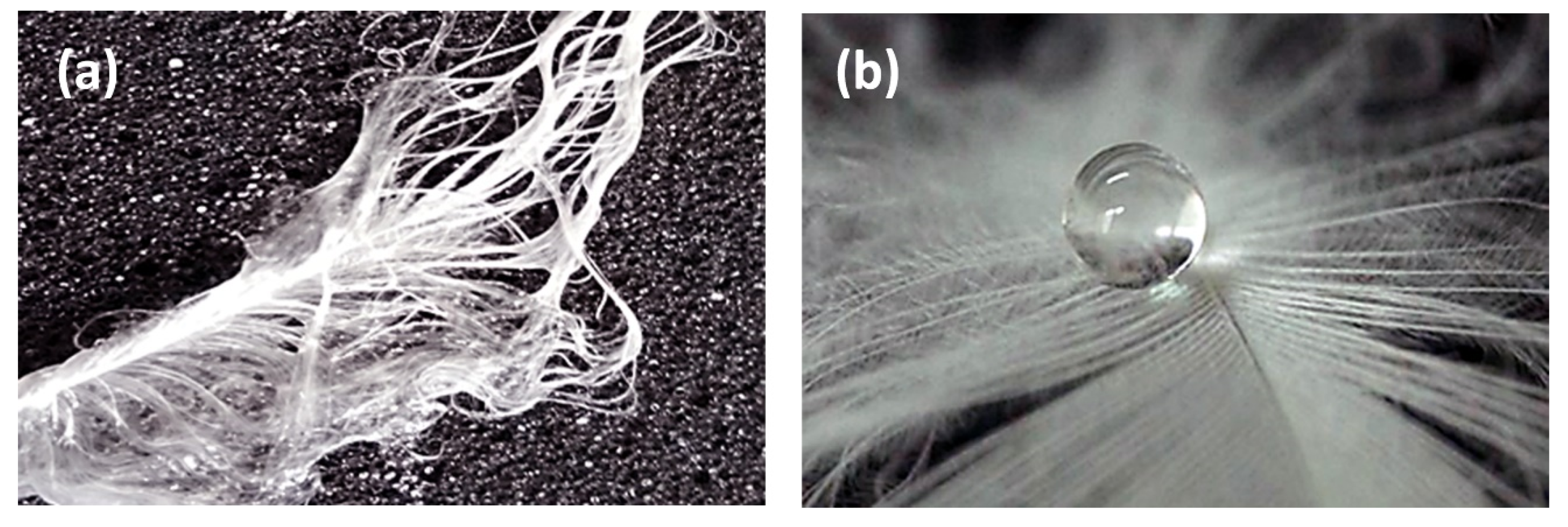 Coatings 10 00904 g003 Coatings 10 00904 g003